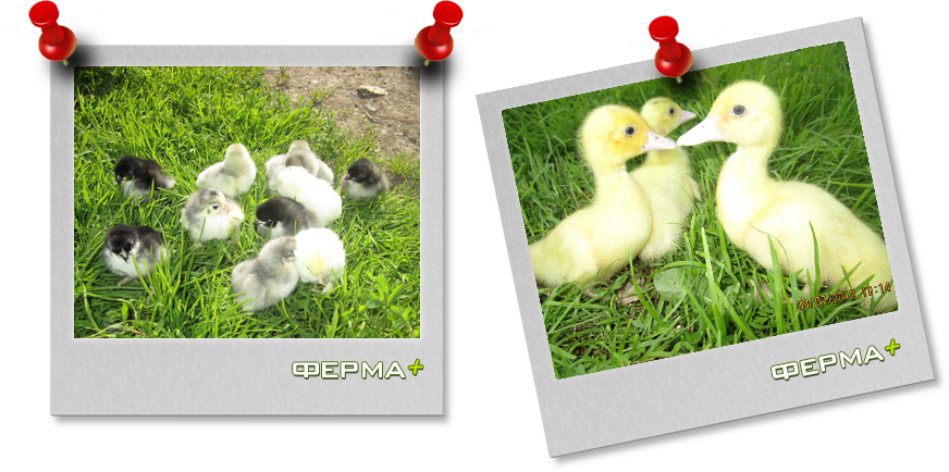 Домашняя птица для разведения - цены