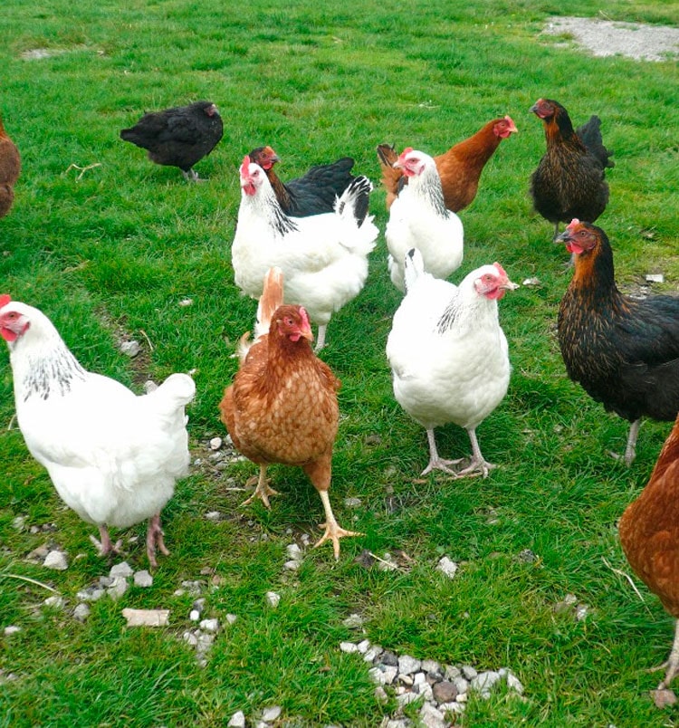 Индюшата (BUT-8). Тяжёлый кросс. 3 сут.